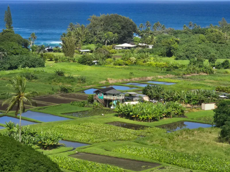 Broke on Paper, Rich in Soul: The Hidden Economy Keeping Molokai Whole