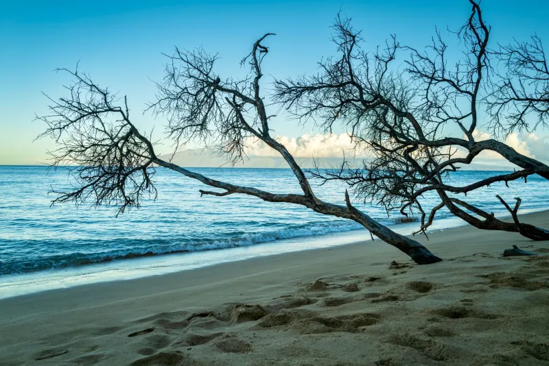 No Signal, No Problem: Why Molokai's 'Dead Zones' Are Actually the Most Alive Places in America