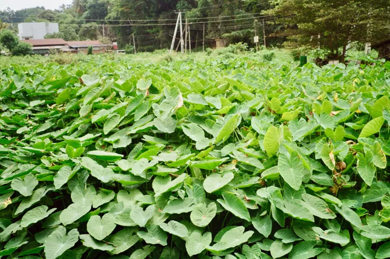 Rooted in the Sacred: What Molokai's Taro Farmers Know About Healing That Modern Medicine Is Just Now Catching Up To